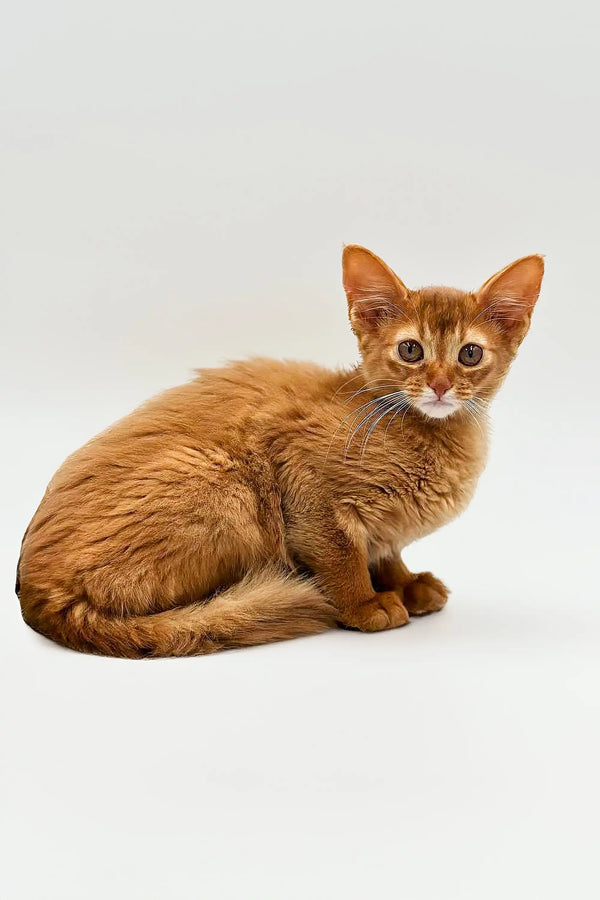 Alert orange tabby kitten looking cute in Victory Somali Kitten product display