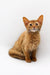 Orange tabby cat sitting upright, looking alert, perfect for showcasing Somali Kitten