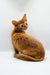 Ginger Somali Kitten sitting pretty, head turned to charm the camera