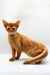 Orange Somali kitten with big eyes and a fluffy tail, super cute and playful