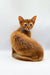 Ginger Somali Kitten sitting pretty with its tail curled around its body