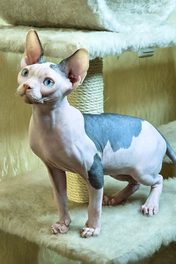 Viking | canadian sphynx kitten