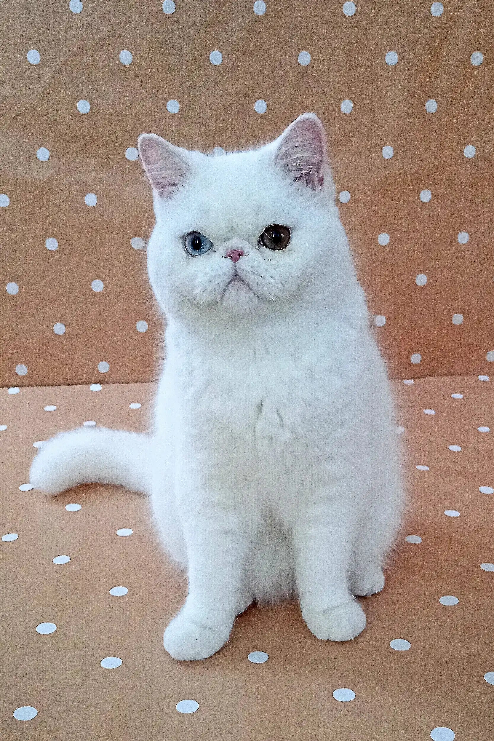 Exotic Shorthair Kittens For Sale Viking | Kitten