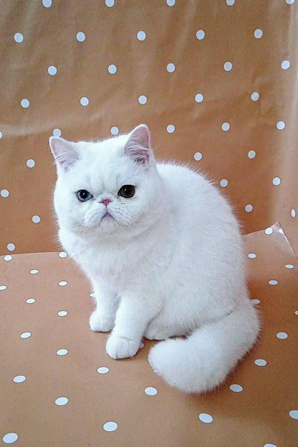 White Persian cat with flat face and round eyes, perfect for Exotic Shorthair Kitten lovers