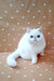 White fluffy Exotic Shorthair kitten with round eyes sitting upright, looking adorable