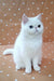 White Persian cat with blue eyes, perfect for an Exotic Shorthair Kitten lover