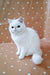 Cute White Persian cat with fluffy coat and round face in Exotic Shorthair Kitten product