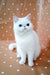 White Exotic Shorthair kitten with round blue eyes sitting upright, looking adorable