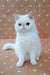 White Persian cat with flat face and round eyes featured in Exotic Shorthair Kitten product