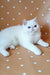 White Persian cat chilling on a polka dot surface, perfect for Exotic Shorthair Kitten lovers