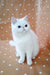 White fluffy Exotic Shorthair kitten with bright blue eyes sitting upright