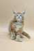 Fluffy Polydactyl Maine Coon kitten with bright blue eyes gazing upward