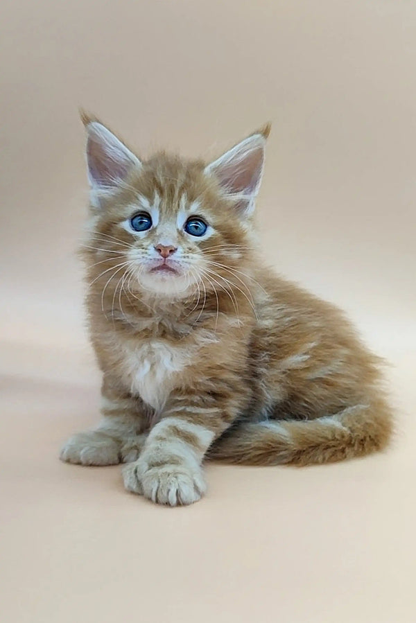 Fluffy Polydactyl Maine Coon kitten with blue eyes and light brown fur