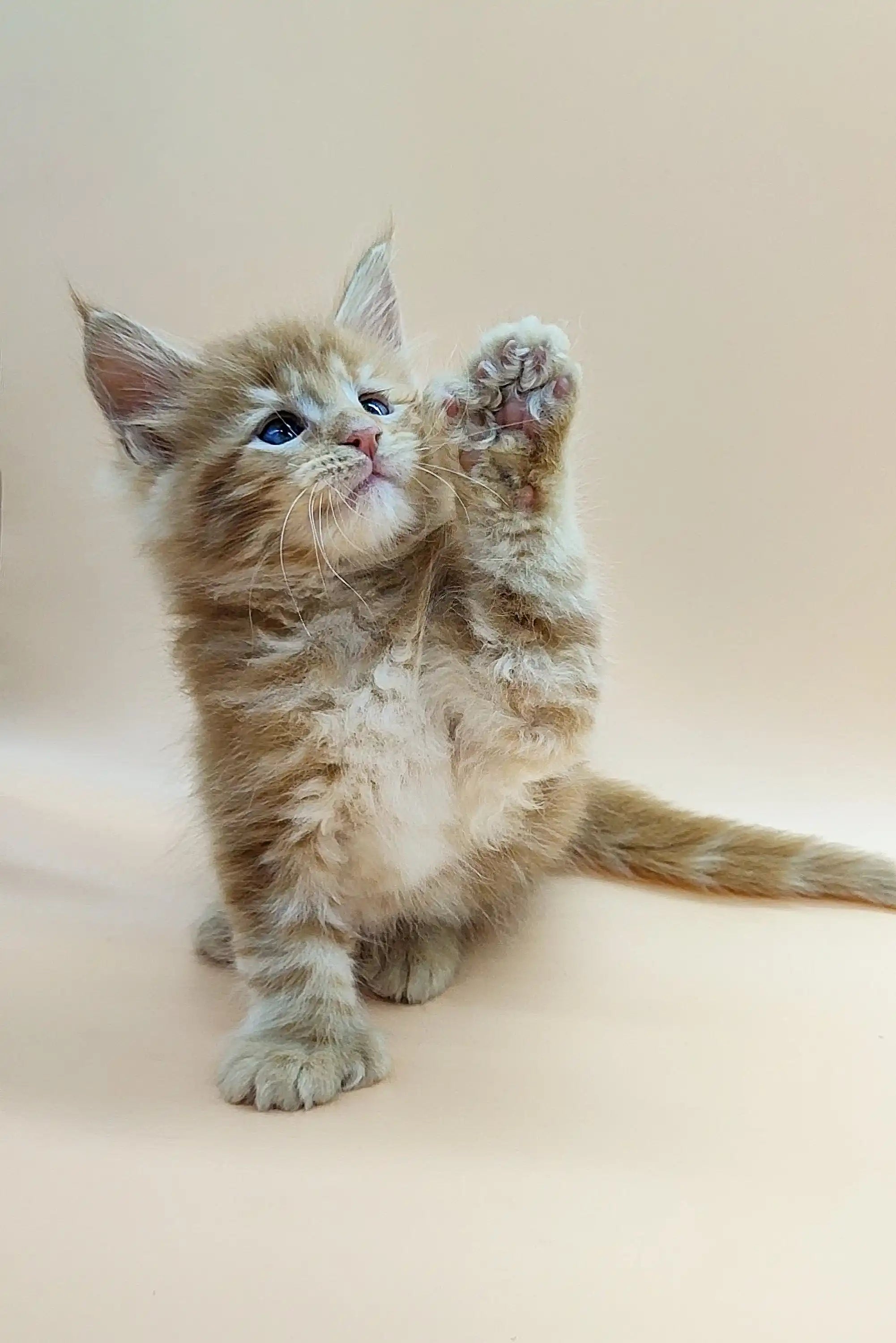 Maine Coon Kittens for Sale Viking | Polydactyl