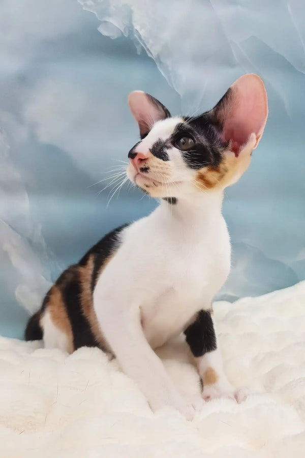 Vikku | oriental shorthair kitten