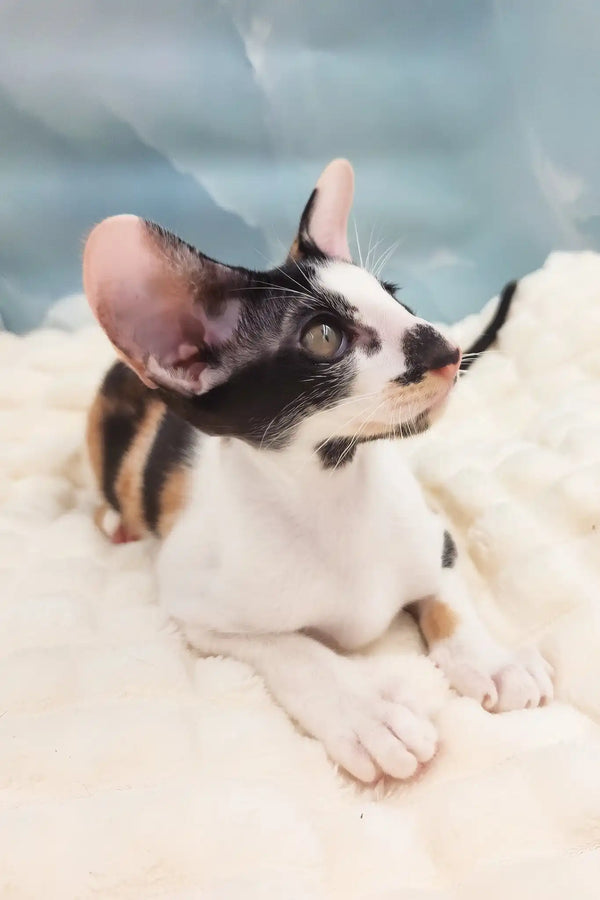 Vikku | oriental shorthair kitten