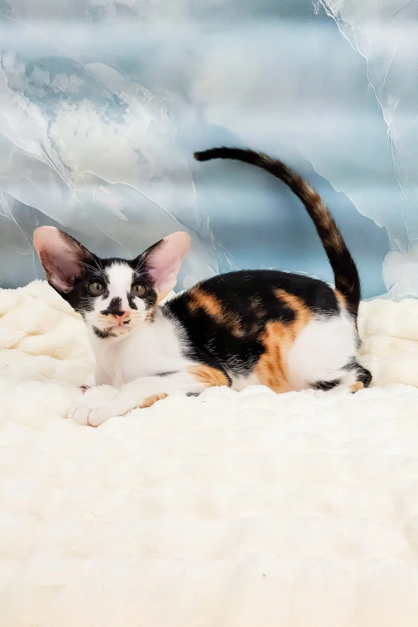 Vikku | oriental shorthair kitten