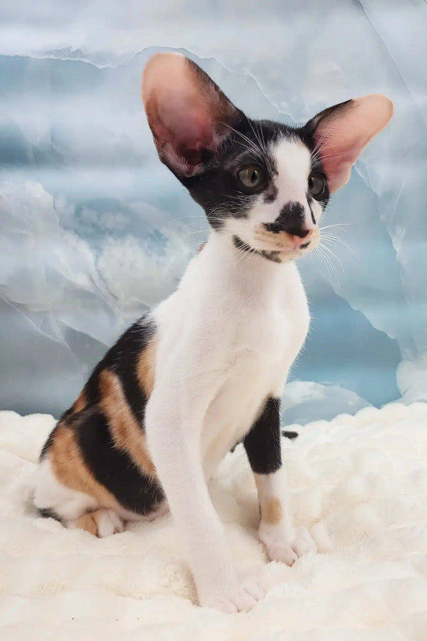 Vikku | oriental shorthair kitten