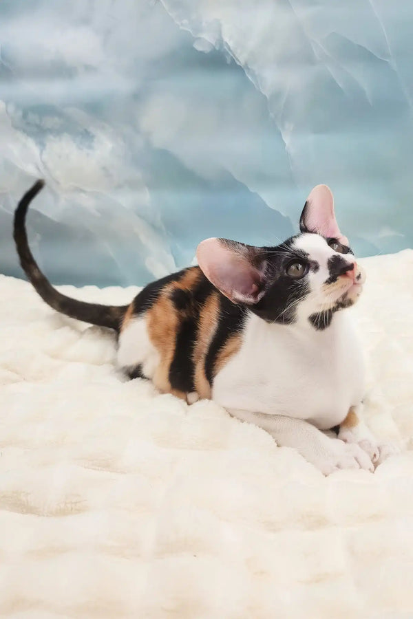 Vikku | oriental shorthair kitten