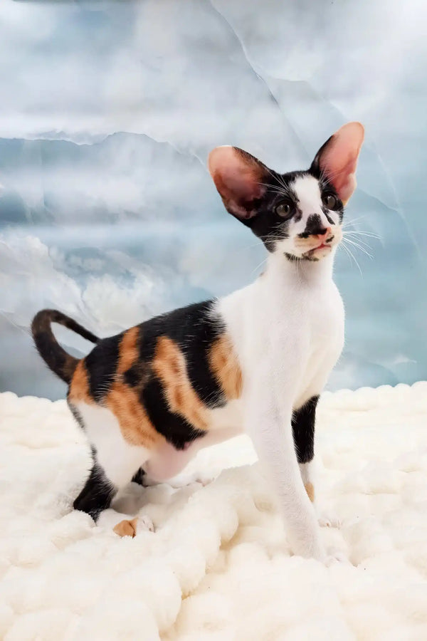 Vikku | oriental shorthair kitten