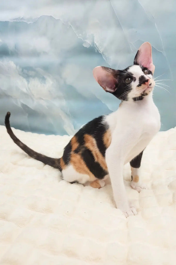 Vikku | oriental shorthair kitten