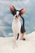 Vikku | oriental shorthair kitten