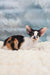 Vikku | oriental shorthair kitten