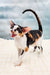 Vikku | oriental shorthair kitten