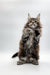 Fluffy gray Maine Coon kitten standing on hind legs with paws raised