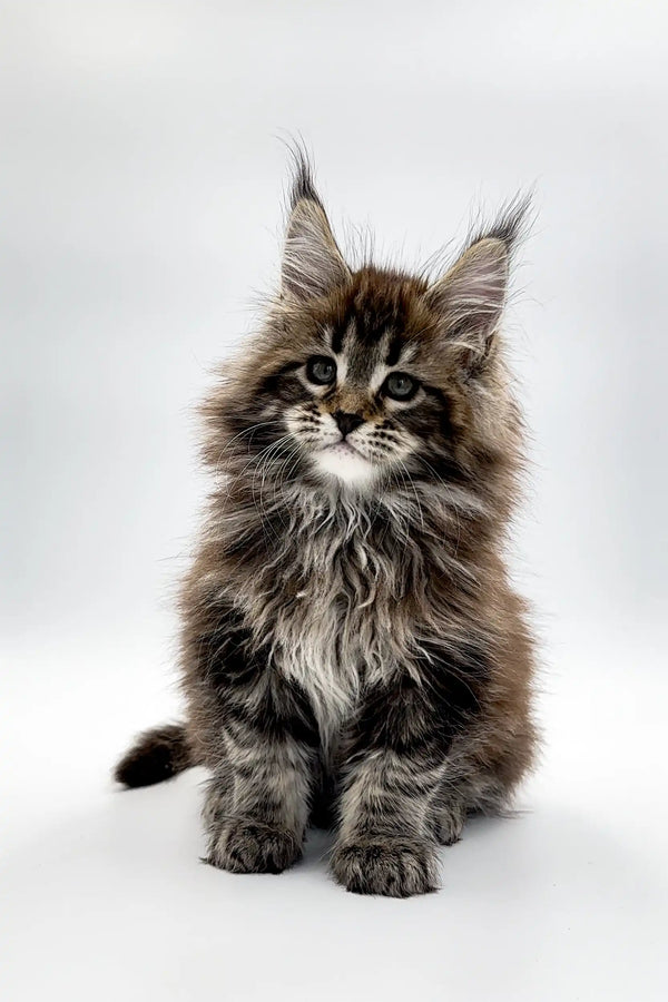 Fluffy Maine Coon kitten Viktor with ear tufts and long fur ready for cuddles