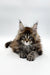 Fluffy Maine Coon kitten Viktor with ear tufts and long coat, the perfect coon kitten