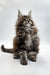 Fluffy Maine Coon kitten with tufted ears sitting up, perfect for Viktor | Maine Coon Kitten