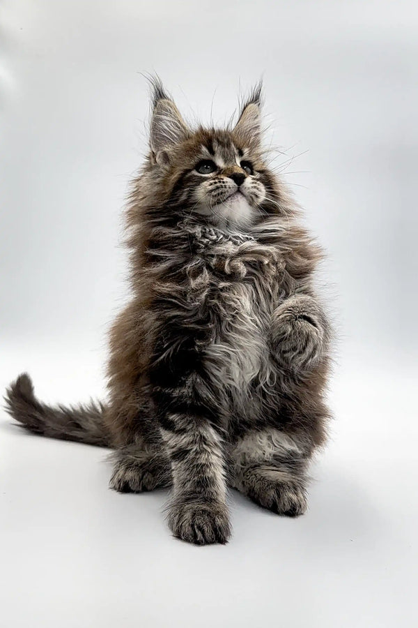 Fluffy Maine Coon kitten with tufted ears sitting up, perfect for Viktor | Maine Coon Kitten