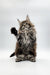 Fluffy Maine Coon kitten standing on hind legs with paw raised, perfect for cat lovers