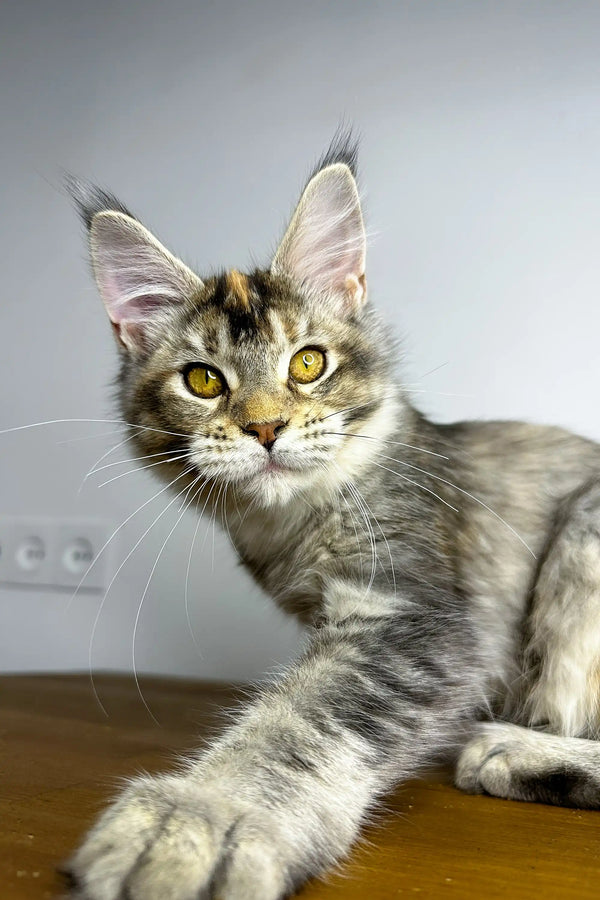 Adorable Maine Coon kitten with ear tufts and bright yellow eyes from Viktory