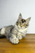 Adorable Maine Coon lounging on a wooden surface, perfect for showcasing Maine Coon kittens