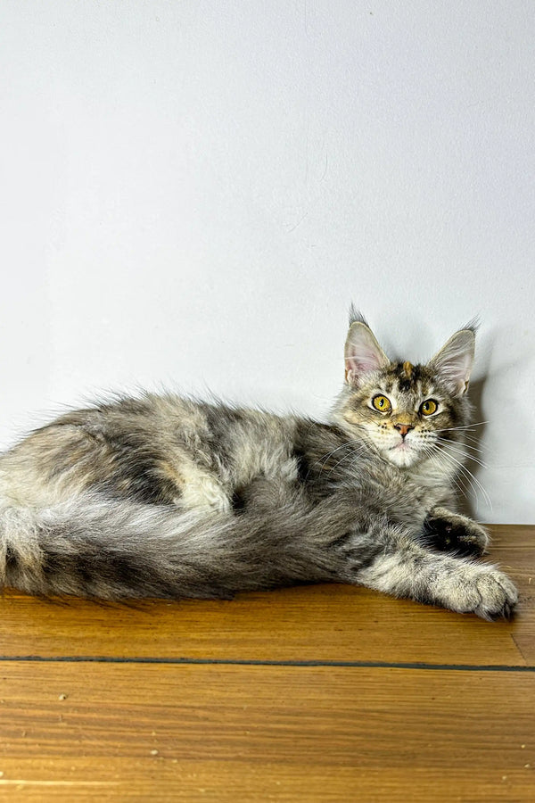 Long-haired gray tabby cat lounging on a wooden surface - adorable Maine Coon style