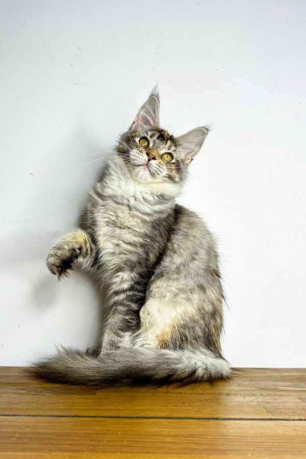 Adorable Maine Coon kitten sitting up with a raised paw, showcasing its playful nature
