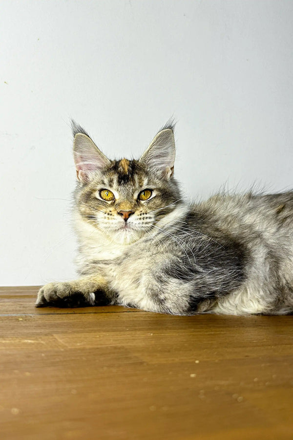 Adorable Maine Coon kitten with ear tufts lounging on wooden surface