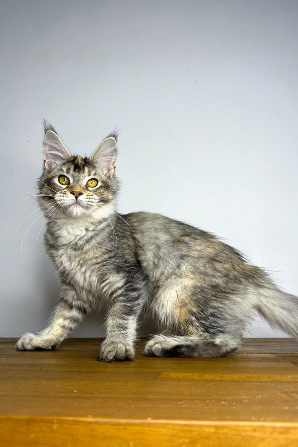 Gray Tabby Maine Coon with ear tufts and fluffy coat in Viktory Maine Coon Kitten product