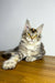Adorable Maine Coon kitten with ear tufts lounging on wood surface for Viktory