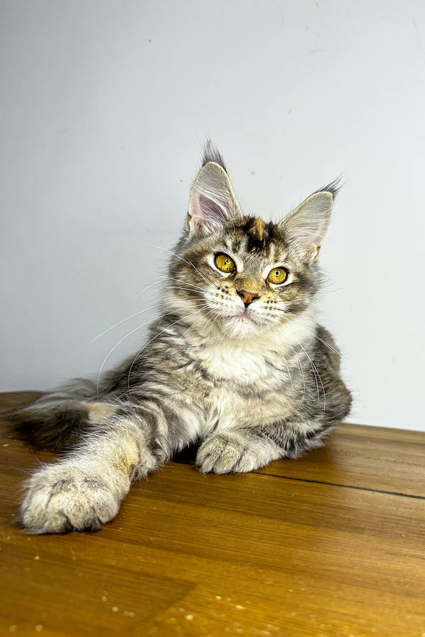 Adorable Maine Coon kitten with ear tufts lounging on wood surface for Viktory