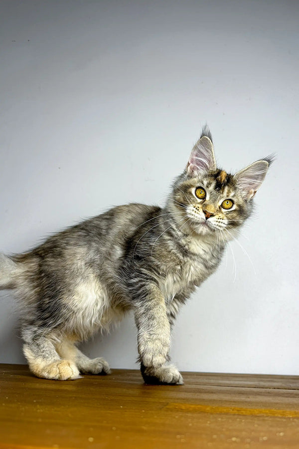 Adorable Gray and White Maine Coon Kitten with Fluffy Coat and Cute Ear Tufts