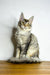 Gray and white tabby kitten sitting upright, an adorable Maine Coon in Viktory
