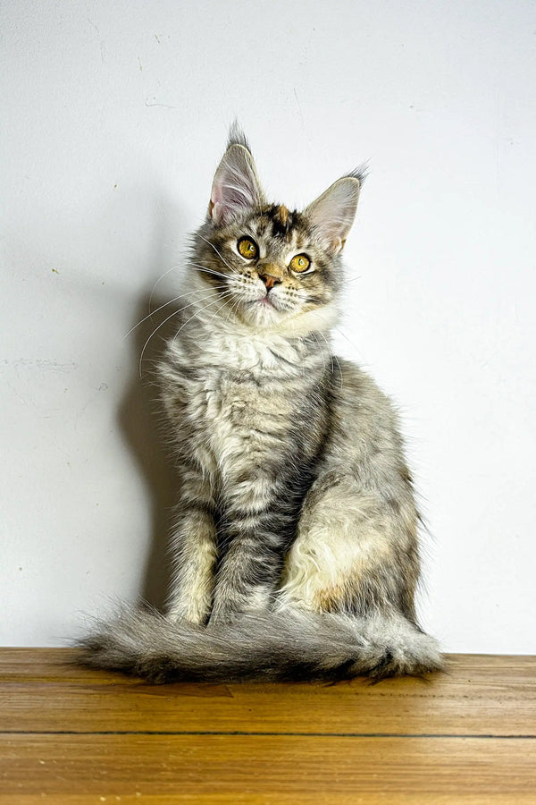 Gray and white tabby kitten sitting upright, an adorable Maine Coon in Viktory