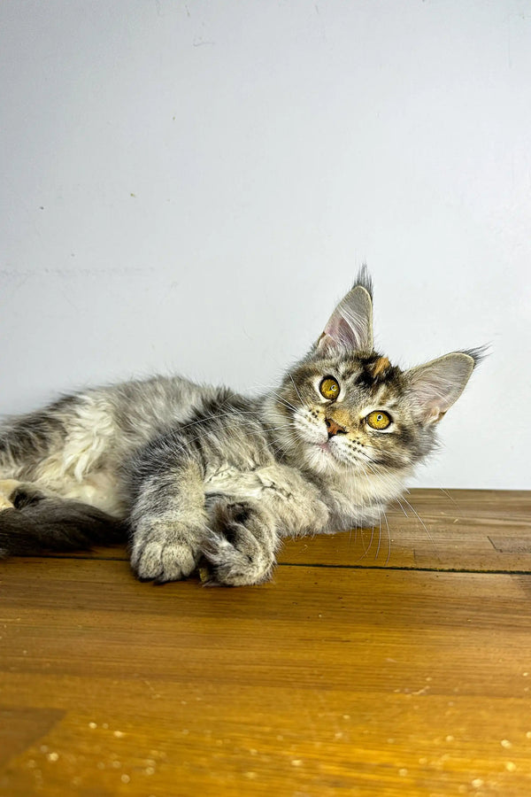 Adorable Maine Coon lounging on wood, perfect for showcasing Maine Coon kittens