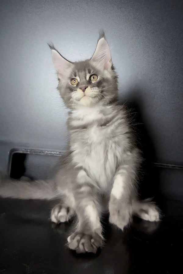 Vilen | maine coon kitten