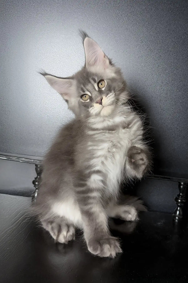 Vilen | maine coon kitten