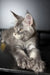 Vilen | maine coon kitten