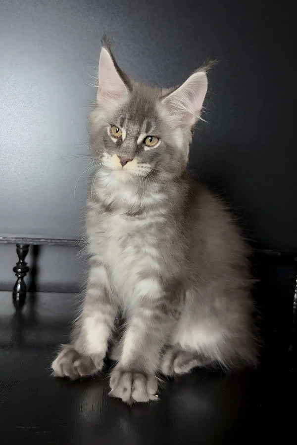 Vilen | maine coon kitten
